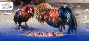 Đá Gà 789CLUB - Đấu Trường Quốc Tế Với Tỷ Lệ Ăn Cực Cao