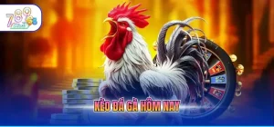 Đá Gà 789CLUB - Đấu Trường Quốc Tế Với Tỷ Lệ Ăn Cực Cao