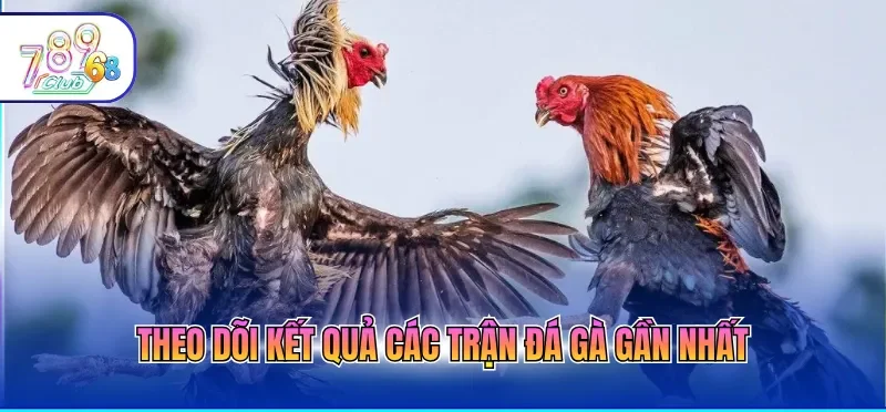 Đá Gà Trực Tiếp Hôm Nay Với Chất Lượng 4k, Mượt Mà